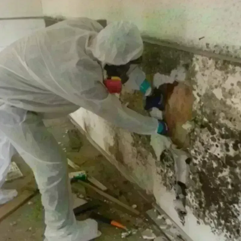 Mold Remediation and Removal in Plainview, NE